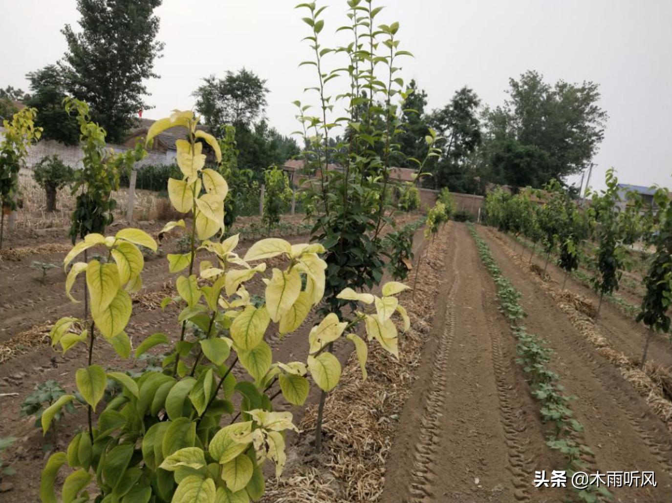 苹果树叶片边缘发黄怎么办,苹果树叶子发黄如何处理