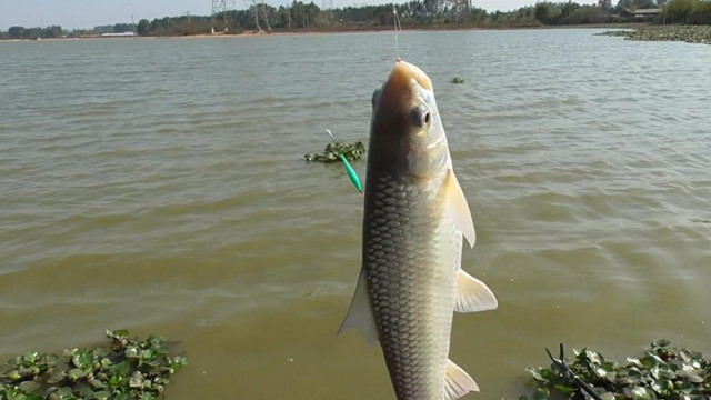 梅州钓法钓鲮鱼钩距多少,钓鲮鱼正确的吃口信号