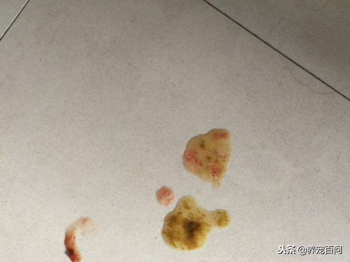 治疗狗狗拉稀呕吐的最好方法,狗狗喂了螃蟹后呕吐拉肚子