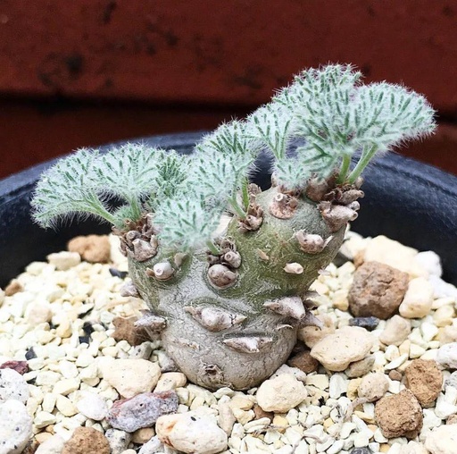 世界十大花卉排行榜名单,世界十大名贵花草