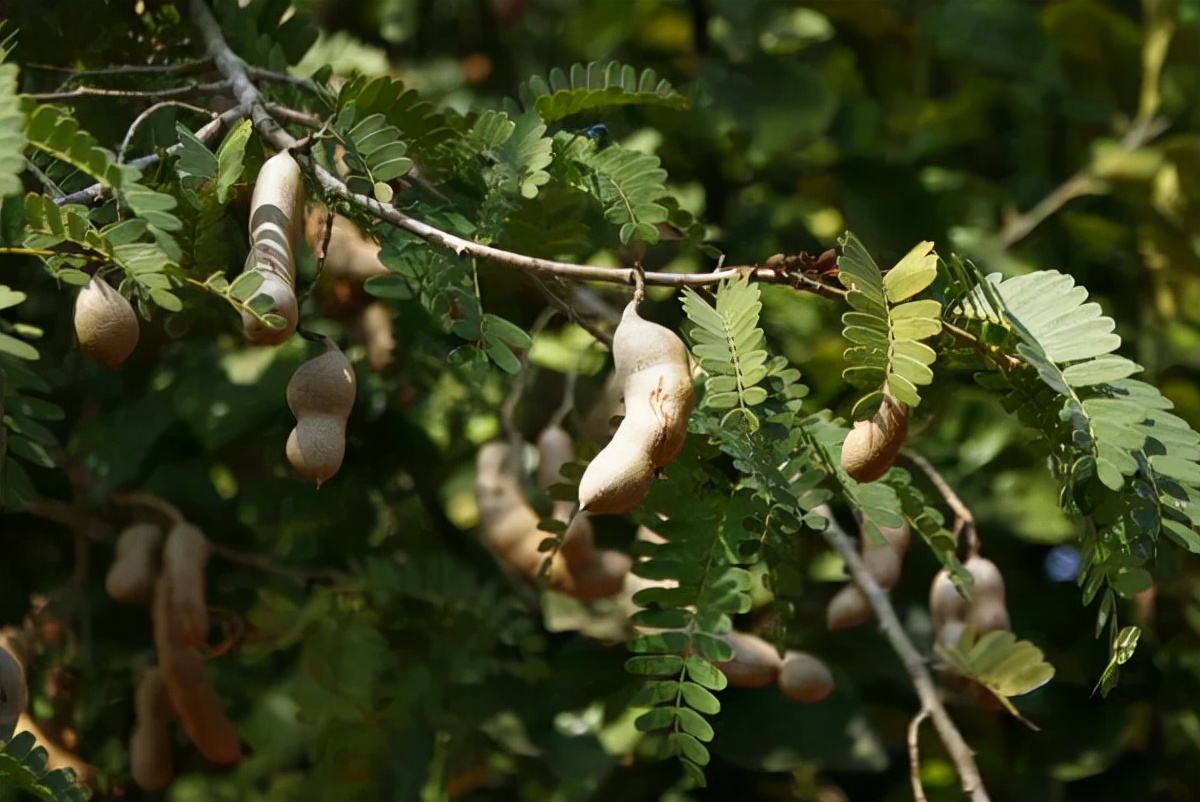 各地宝藏零食推荐,小众宝藏地方零食推荐