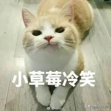 营养膏有营养吗,好吃又不贵的猫粮营养膏