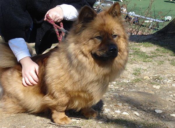 千万不要让你家的猫跟狗玩,千万不要让你家猫和狗待在一块