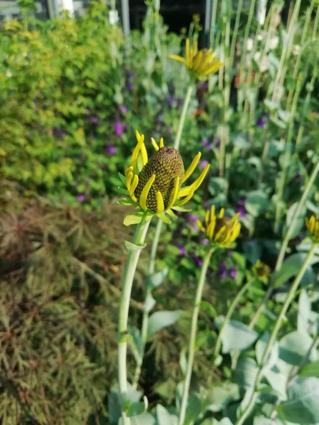 黑色的高帽——大头金光菊