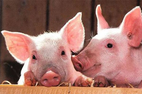 秋冬季猪呼吸道疾病的防控,猪肺呼吸道疾病预防