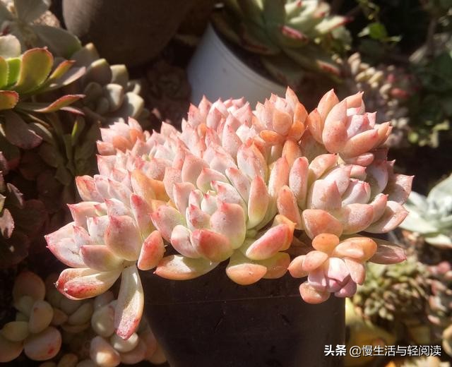 慢生活全集,慢生活完整