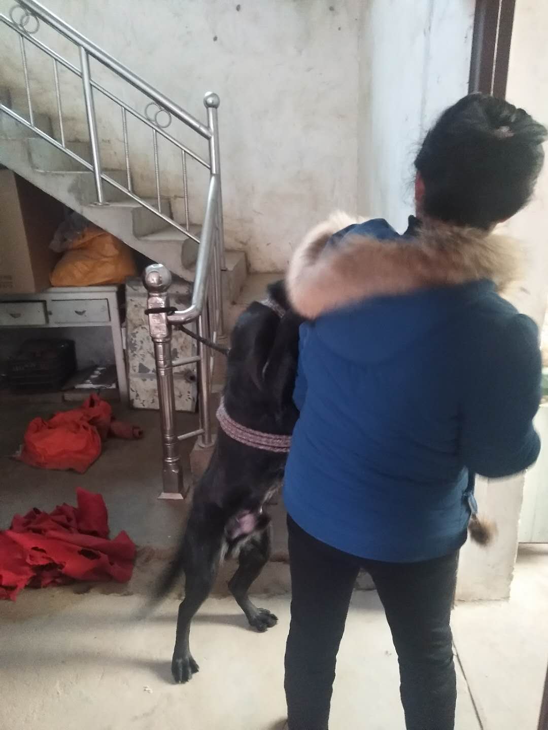 精心照料8天终于捡回狗命,40天狗细小救活几率