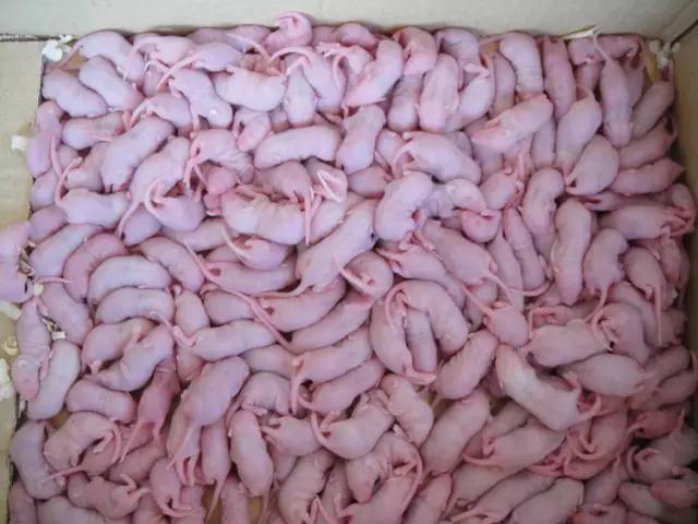 广东人一日三餐美食,广东人的日常美食生吃