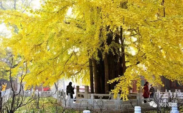 银杏北京打卡地,北京十大银杏观赏地图