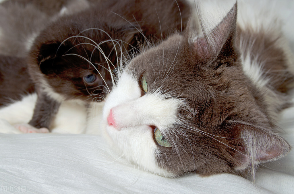 猫脊椎骨受伤后腿瘫痪,猫脊椎断了能自愈吗