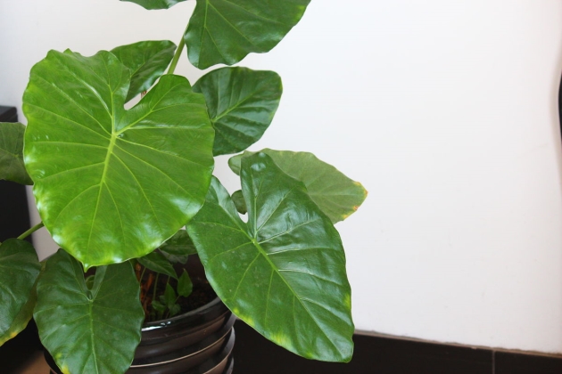 滴水观音的叶子发黄怎么办,滴水观音叶子发黄怎么处理