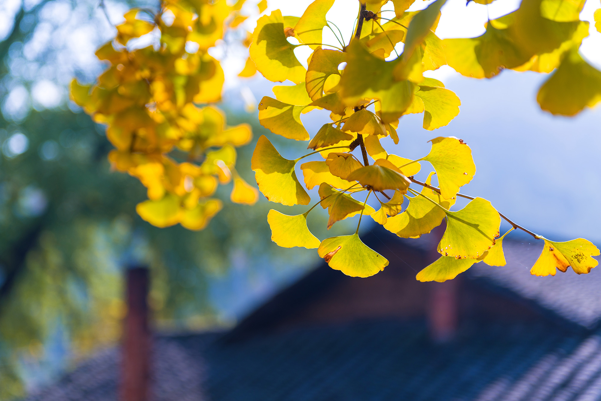 浮生若梦为欢几何是正确的吗,浮生六记浮生若梦为欢几何