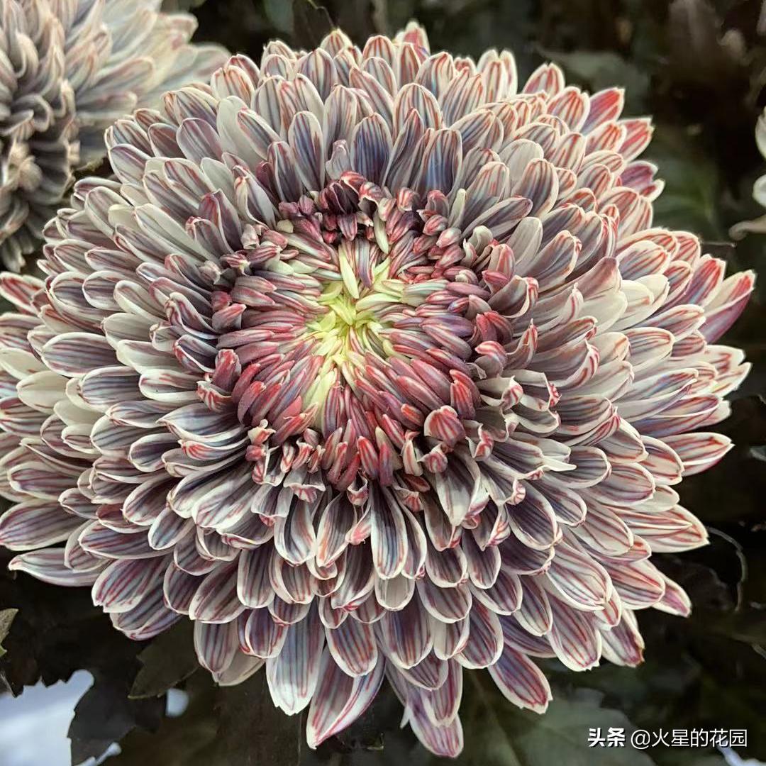 什么原因导致植物闷根,植物为什么闷根会死