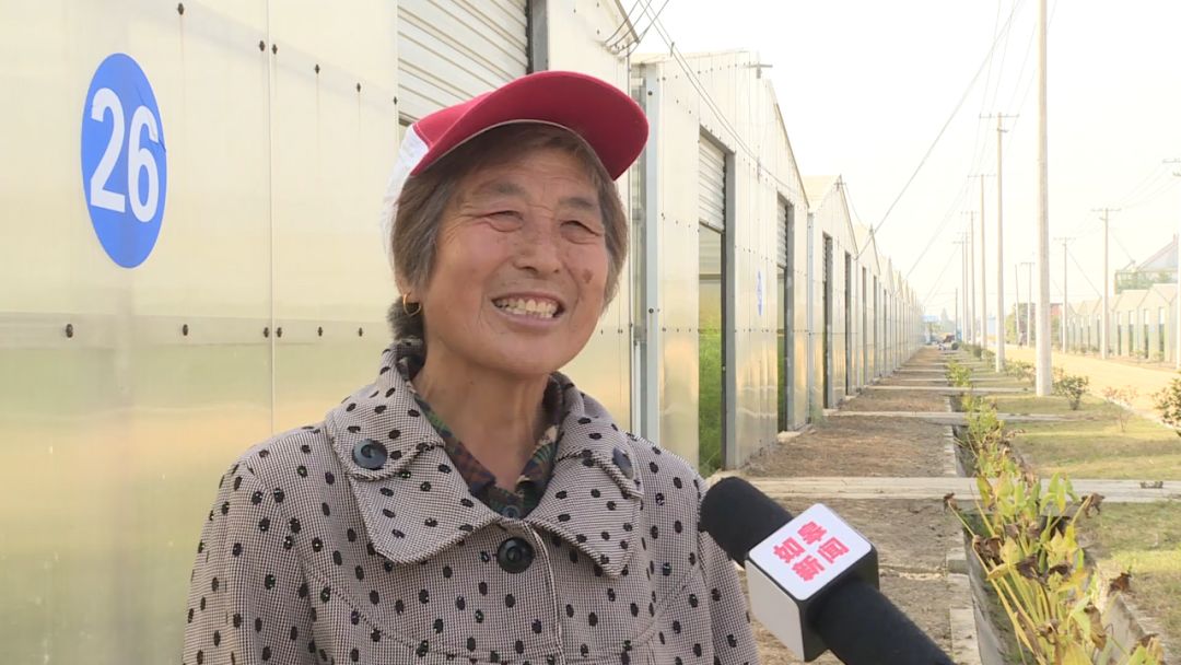 如皋城北街道野林村芦笋现状,芦笋产业乡村振兴