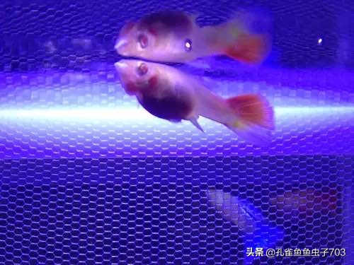 孔雀鱼会传染什么疾病,孔雀鱼常见疾病与原因