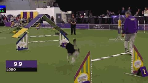 为什么都说哈士奇很二,都说哈士奇额头有三把火才是纯的