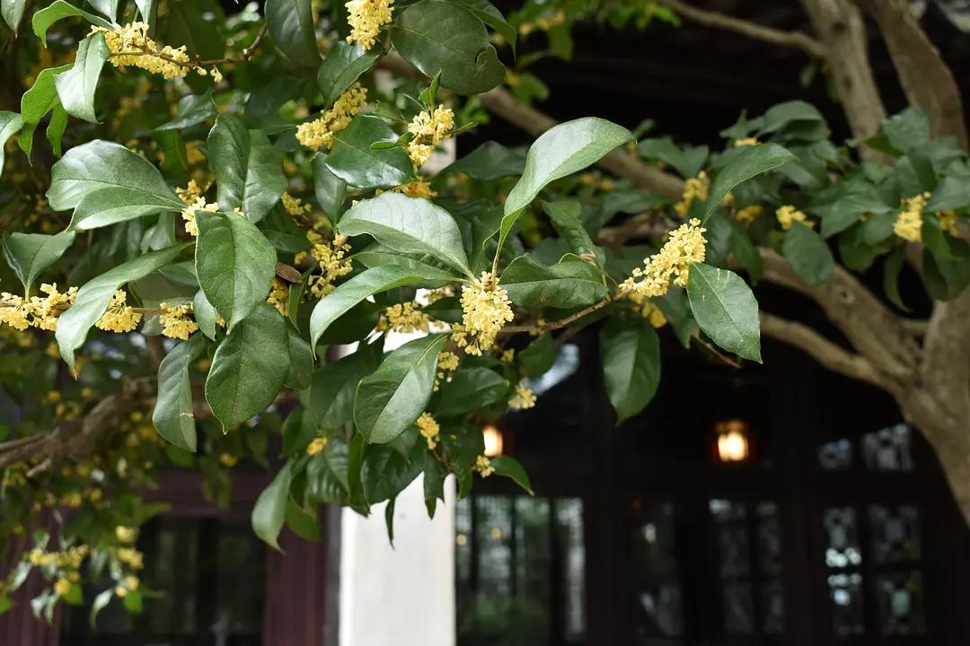 苏州城东北隅的赏桂佳处——耦园