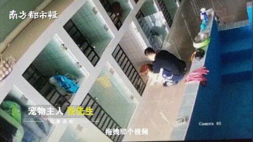 青岛宠物店柯基寄养被打死,狗在宠物店猝死