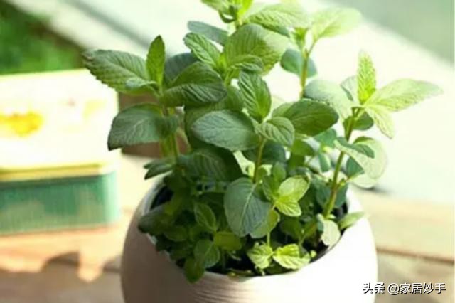 薄荷叶子变黄的原因是什么,薄荷叶子干黄