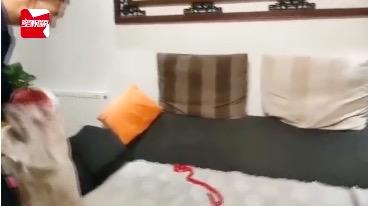 女子报警赤链蛇,女子家中发现红色长蛇