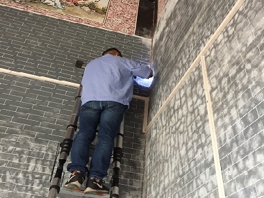 白蚁是怎么进家里来的,白蚁是如何跑到家里来的