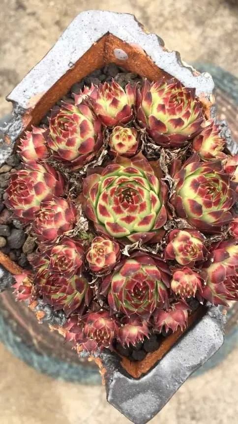 六年时间环游22个国家,却被多肉小萌物征服