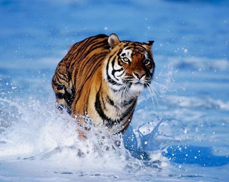 十二生肖合与不合关系口诀,十二生肖的相合与相生怎么记