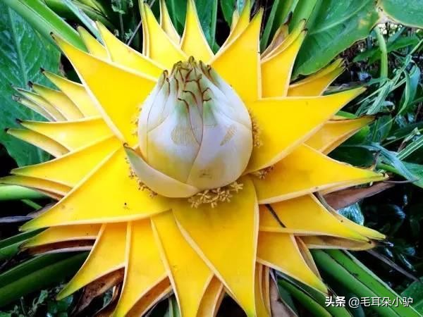 佛教的九种圣花,佛经中的四大天界宝花