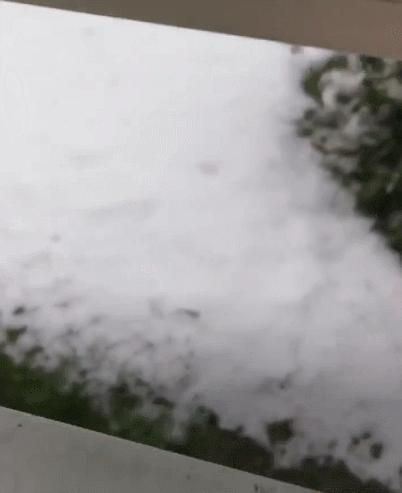 偷偷养宠物房东发现了怎么办,偷偷养阿拉斯加被房东发现了