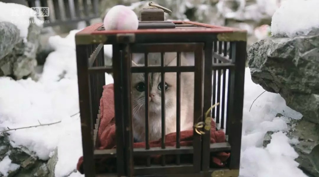 我在大理寺当宠物电影一口气看完,我在大理寺当宠物一口气看完