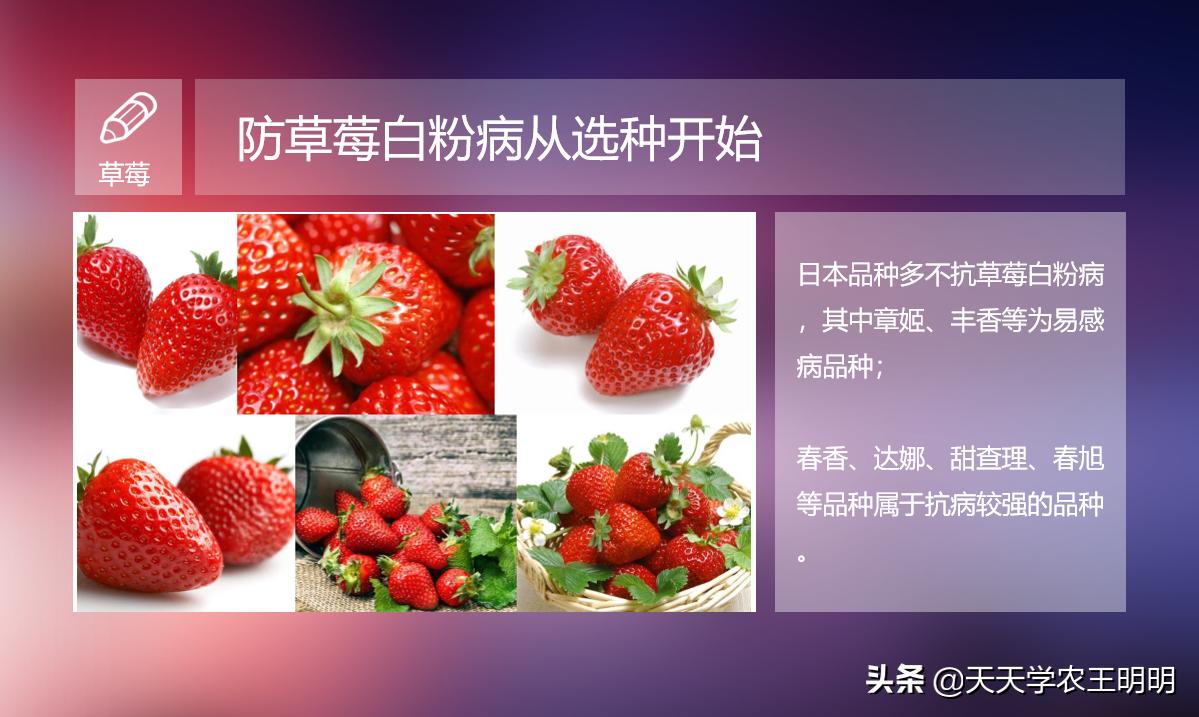 草莓白粉如何防治,草莓白粉怎么去除