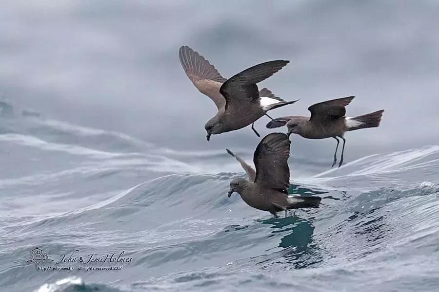 像黑色的闪电高傲地飞翔,像黑色的闪电