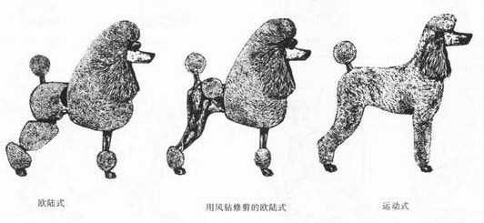 贵宾犬毛冷知识,贵宾犬冷知识大全