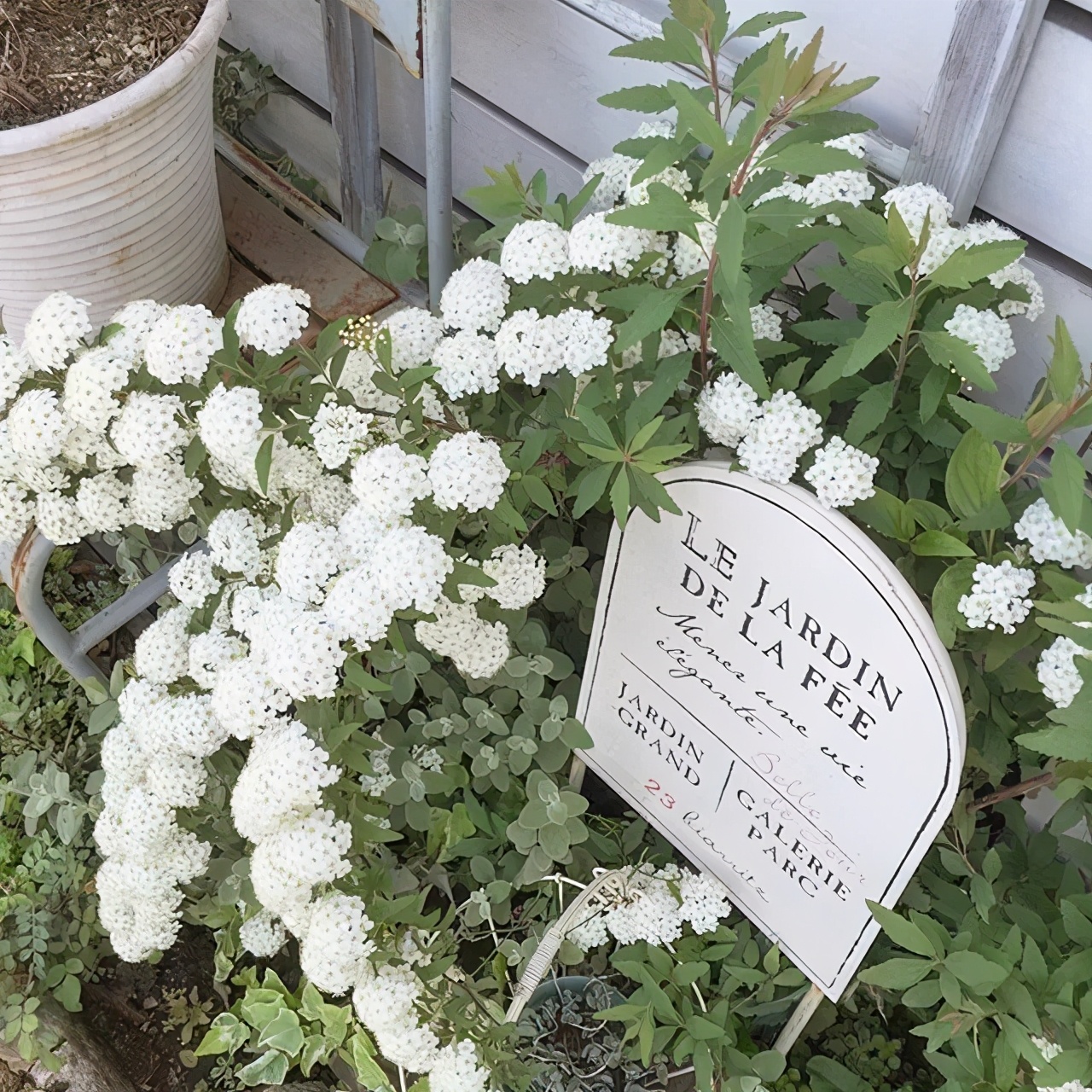 植库‖浪漫清新的小手球，为你带来氧气小森林