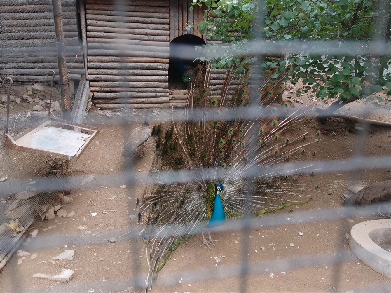 八达岭动物园观看老虎,八达岭动物园游玩