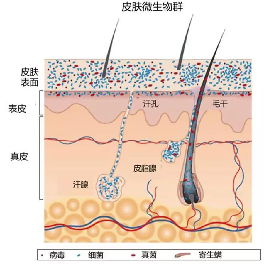 人体皮肤菌群重建技术迎来全新突破
