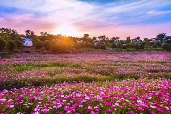 那片紫薇花海,点亮花语和盛的乡村振兴路