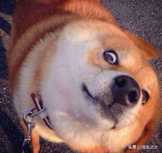 昨晚看到老公短裤破了个洞赶紧给他扔进了垃圾桶