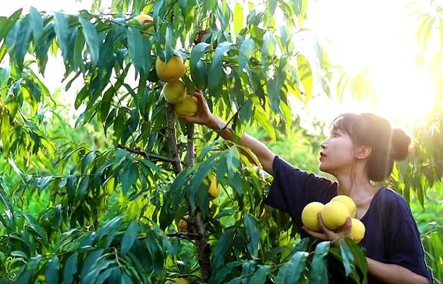 李子柒是四川绵阳平武哪里的人,美食旅游景点推荐博主