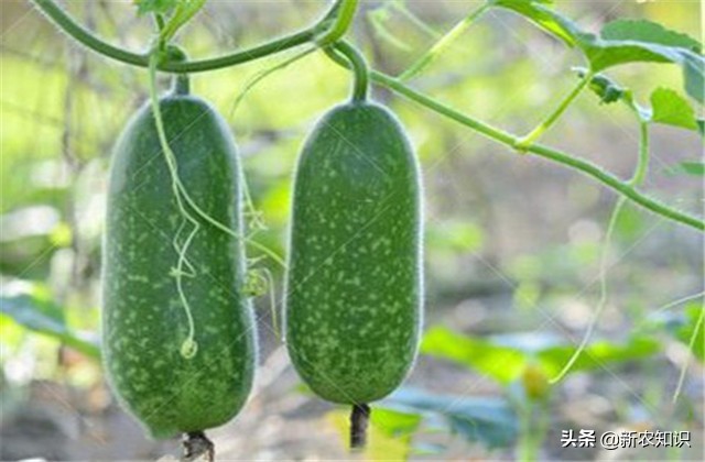 南瓜冬瓜什么时间种植最好,冬瓜的种植技术主蔓何时打顶