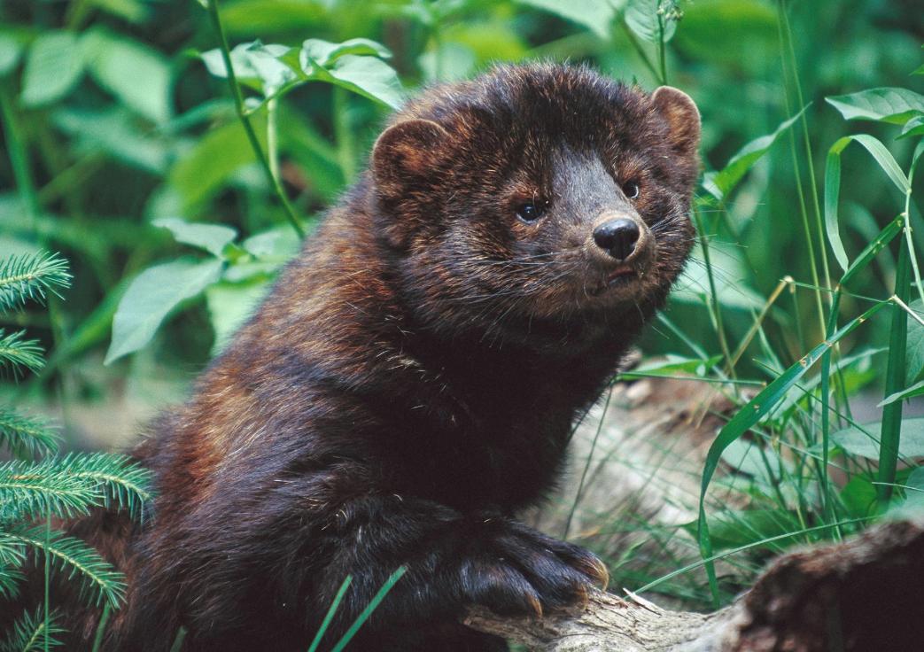 平头哥的亲戚谁更厉害,平头哥的表兄弟是什么动物