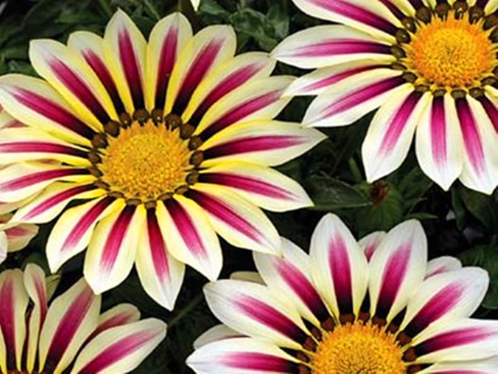 勋章菊花朵不开,勋章菊什么时候开花