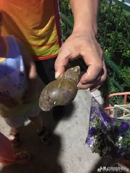 下雨过后路边为什么会出现蜗牛,深圳雨后出现非洲大蜗牛怎么处理