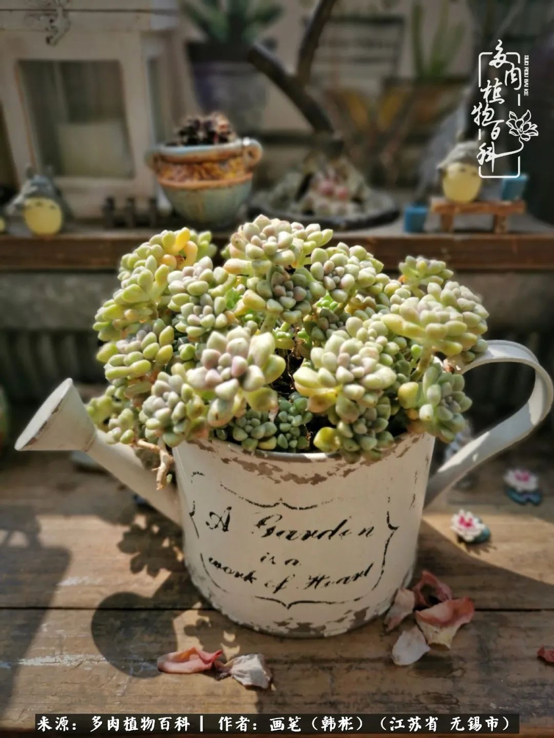 阳台多肉花园简直美翻了,适合男生养的多肉