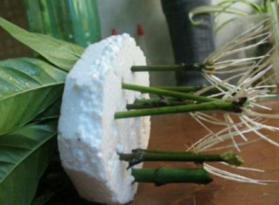 栀子花高压生根盒繁殖,黄栀子花扦插繁殖方法