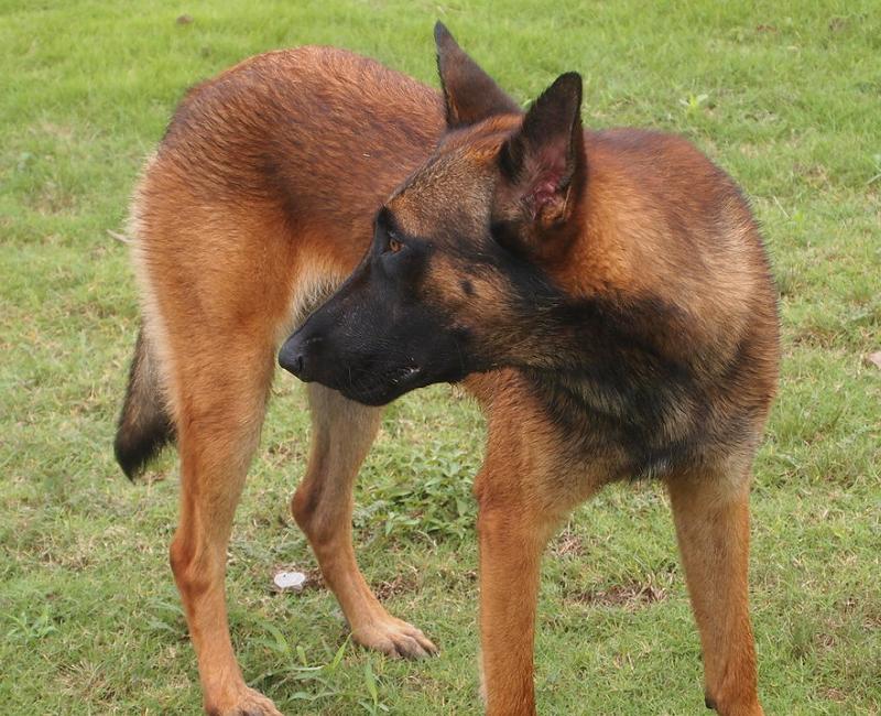 训练马犬的精髓，你知道吗？这4点让你成为专业的马犬驯养师