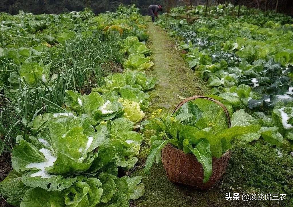 青菜长虫不用农药什么方法解决,青菜容易招哪些虫子