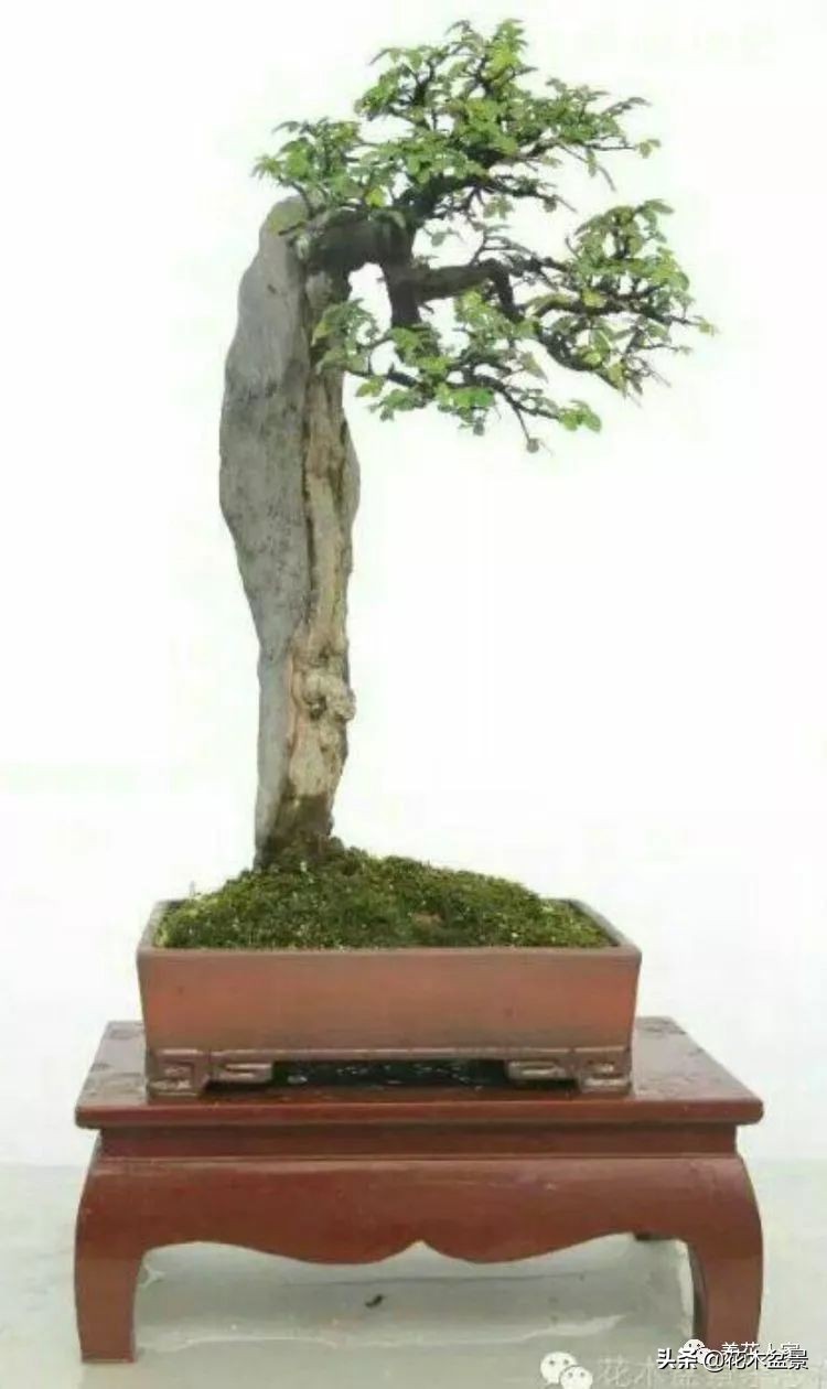 从盆景小白到终身爱好,初学者养盆景少走坑