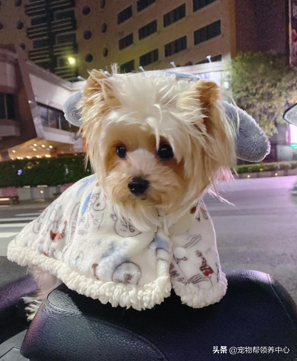 约克夏邋遢吗,约克夏脏兮兮