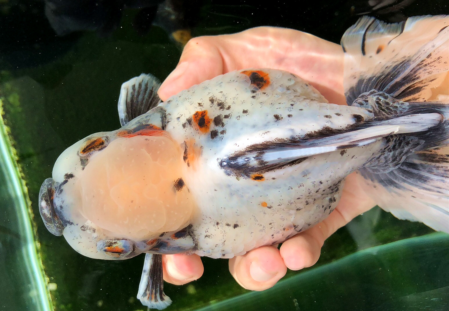 左氧氟沙星能治金鱼炸鳞病吗,治疗金鱼炸鳞最有效的办法